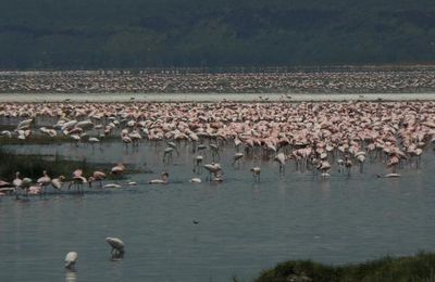 Safari - Jour 3 - Aberdares - Lac Nakuru - Lac Naivasha (330 kms)