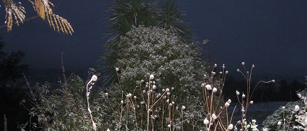 Neige au petit matin