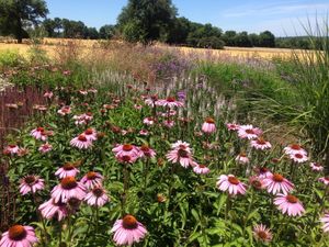 Echinacea au Jardin de l'Arbre en Aveyron