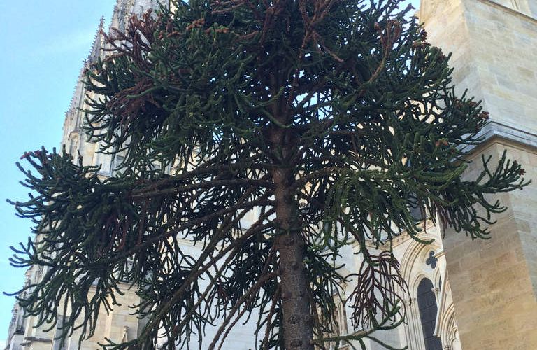 Un arbre qui caresse (le rêve d'être) une cathédrale