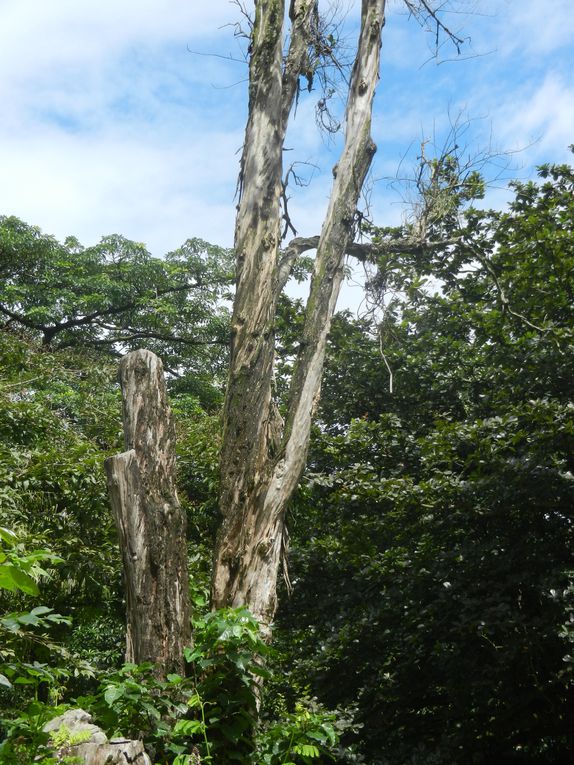 Limbé et ses plages, son parc botanique, son centre de la faune, son activité. Buea base pour le Mont Cameroun et le pont M'Fundi base pour le Nigeria