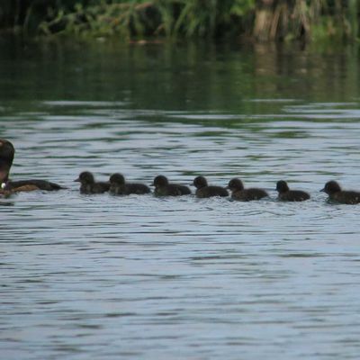 Fuligules morillons 19/07/2014