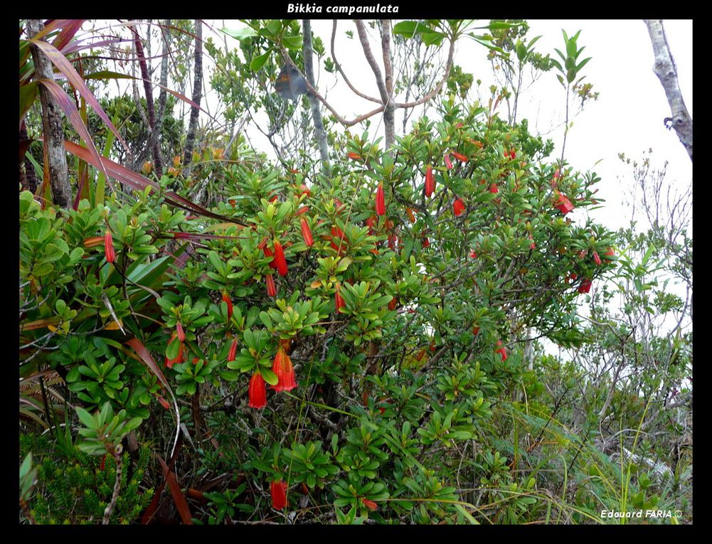 Plantes remarquables de Nouvelle-Calédonie rencontrées au gré des randonnées