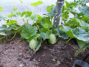 Tomates, aubergines, melons et poivrons..... Courgettes et concombres sont dans le jardin