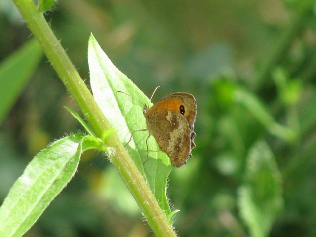 Album - Les-papillons-du-jardin