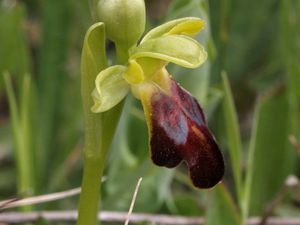 Ophrys fusca subsp lucana 