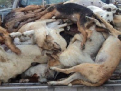 Des abattoirs de chiens et de chats en France 