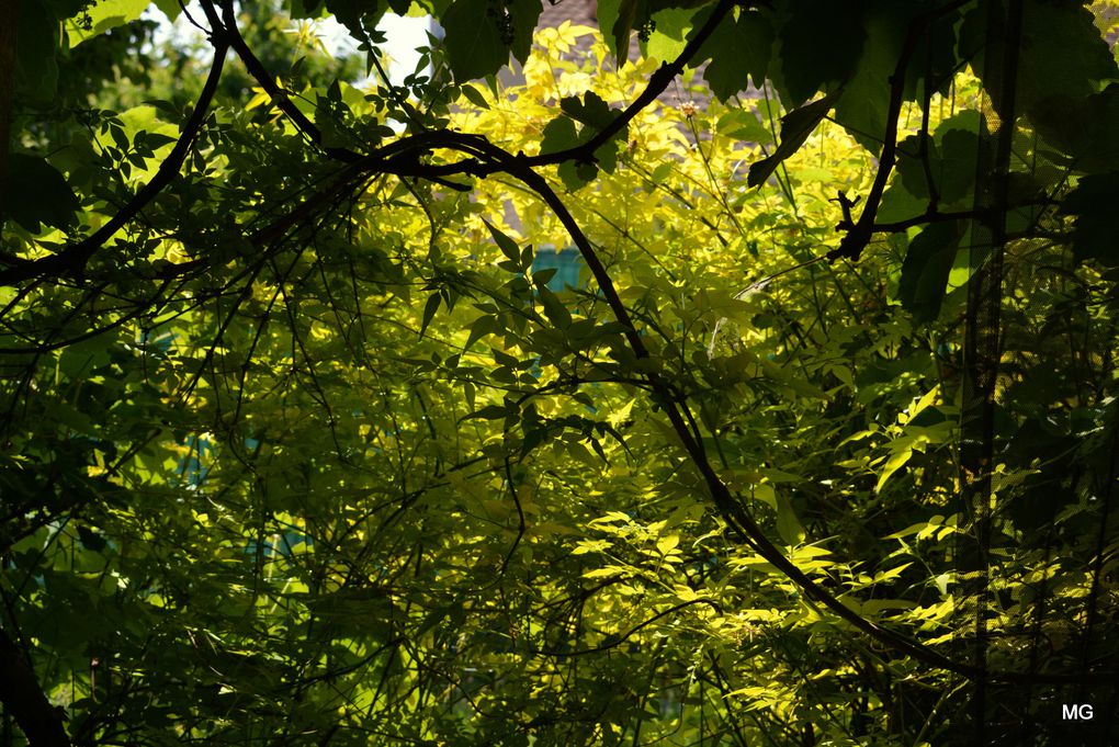 Le jardin de Vincenzo Campisano à Sin-le-Noble.