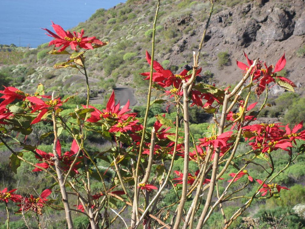 Balade à Tenerife 