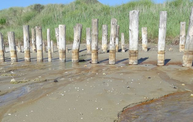 DECOUVRONS LA PLAGE DE DANNES 