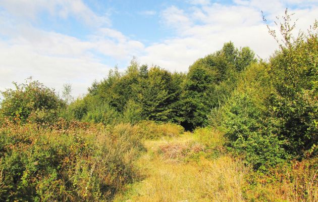 carrefour_Chemin du Pommier Vallerand_Laie du Petit Bois d'Haramont