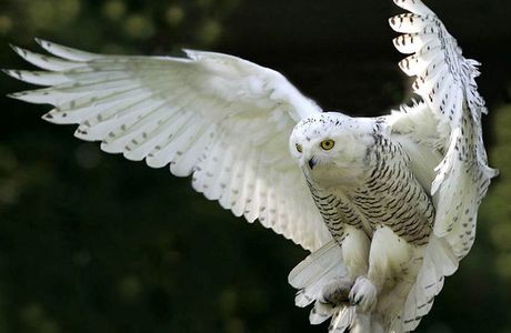 Les belles photos d'oiseaux