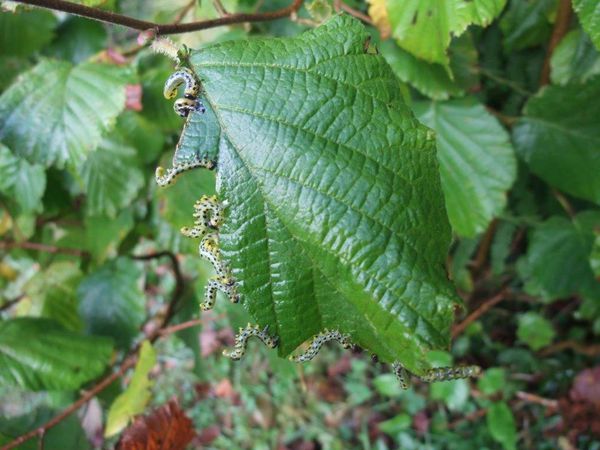 chenilles de noisetier-DSCF6353