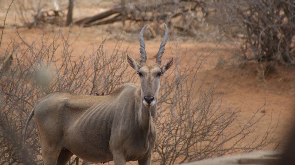 Album - Parc-Kruger