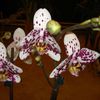 Orchidées