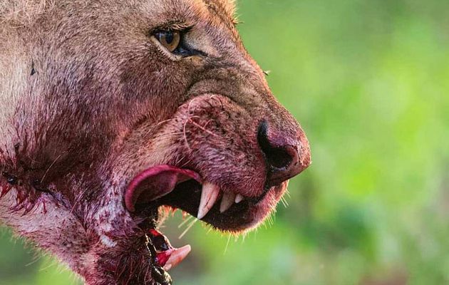 geographicwild:.
Carnivore. 
Photography by © (Marc MOL).This lioness had been feeding on a Gnu she and her sisters had killed before dawn close to Lake Ndutu- Nth Tanzania. #Tanzania #Wildlife Photography #africa #africaddict #big5 #bigcat #carnivore #leo #lioness