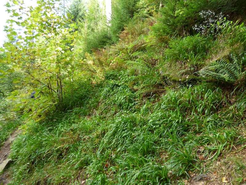 Tourisme : La cascade du Rudlin dans les Vosges