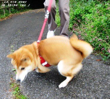 *Toutes les photos dans "La vie avec un Shiba Inu !"  appartiennent à "akishiba", l'auteur de ce blog. 