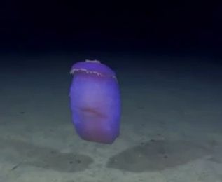 Voyage dans les profondeurs sous-marines