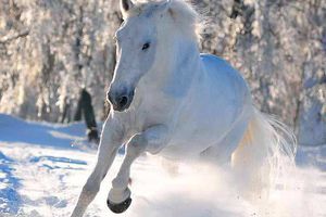 Eux aussi aiment la neige... suite