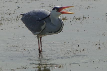 Le Héron cendré (Ardea cinerea)