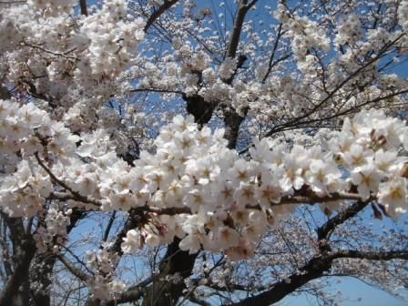 J'aime les fleurs.
Ce sont les fleurs pres de chez moi, au Japon. 