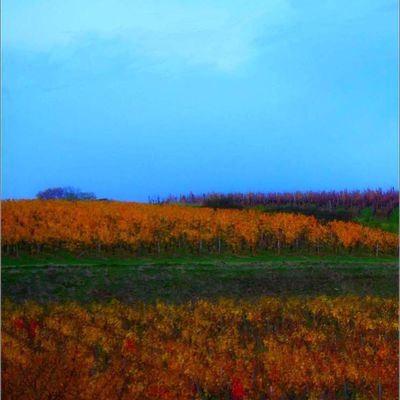 Montigny Les Arsures - Jura -  Vignes de Pasteur