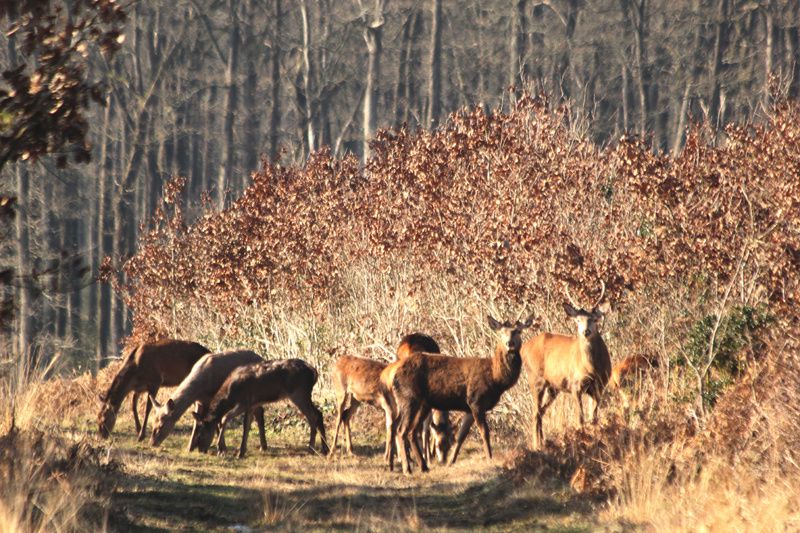 Album - cerfs-et-biches