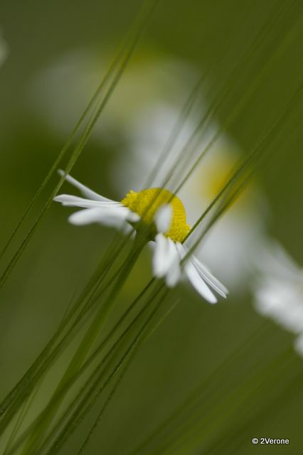 Album - Macro ' Fleurs