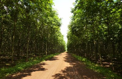 Le plateau des Bolovens