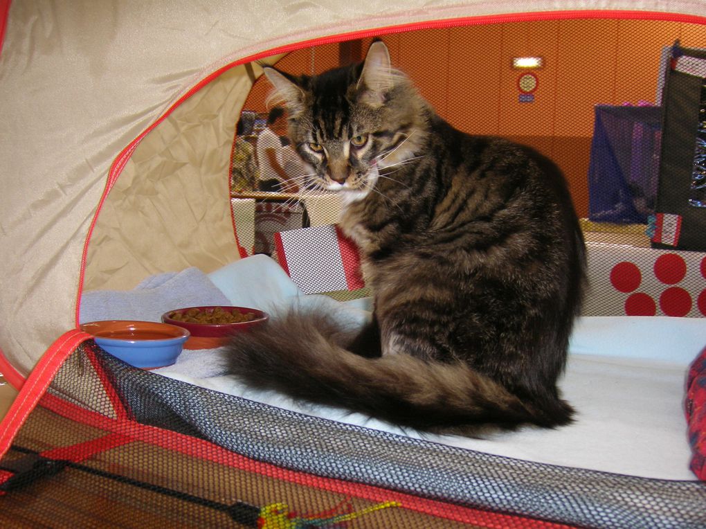 mon mâle maine coon, avec ses 3 CAC CAC il est champion !!!! 
2 best variété, un best in show !!! il est brown mackerel tabby et blanc, c'est un loulou très sympa et cool, un amours de chat.