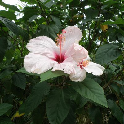 En mai 2011 : Le jardin de Deshaies - Les Fleurs