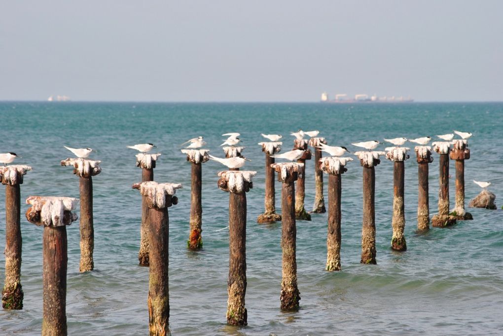 Photos des oiseaux de tunisie