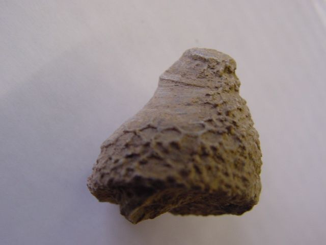 <p>Album faunistique de l’Eifel</p>
<p>Les principales espèces découvertes dans la région stratotypique de l’Eifélien.</p>
<p>Coraux, brachiopodes, crinoïdes et trilobites sont les plus fréquents.</p>
<p>Tous ces fossiles appartiennent 