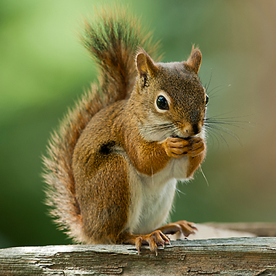 How To Keep Squirrels Out Of Your Trash Cans