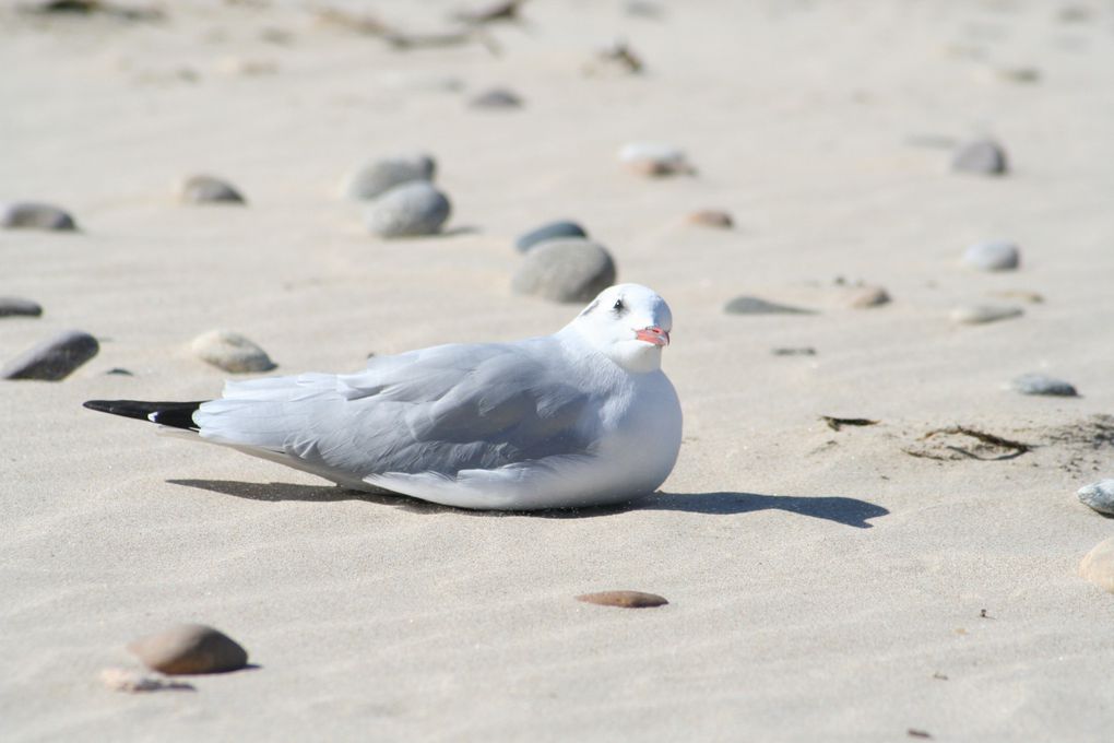 Mes photos de novembre... Le mois noir en breton !