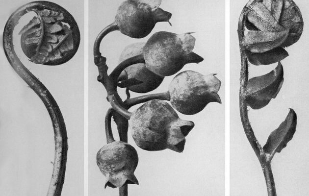 Karl Blossfeld