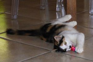 ISABELLE - magnifique chaton femelle tricolore - adoptée