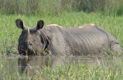 Les Rhinoféroces et les Croc'horribles