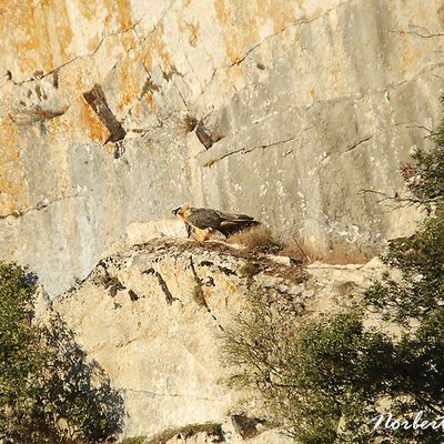 Gypaete barbu ( Gypaetus barbatus ) dans l'Aude (11)