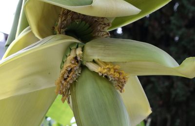 Croatie: La fleur de bananier