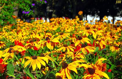 Fleurs Jaunes