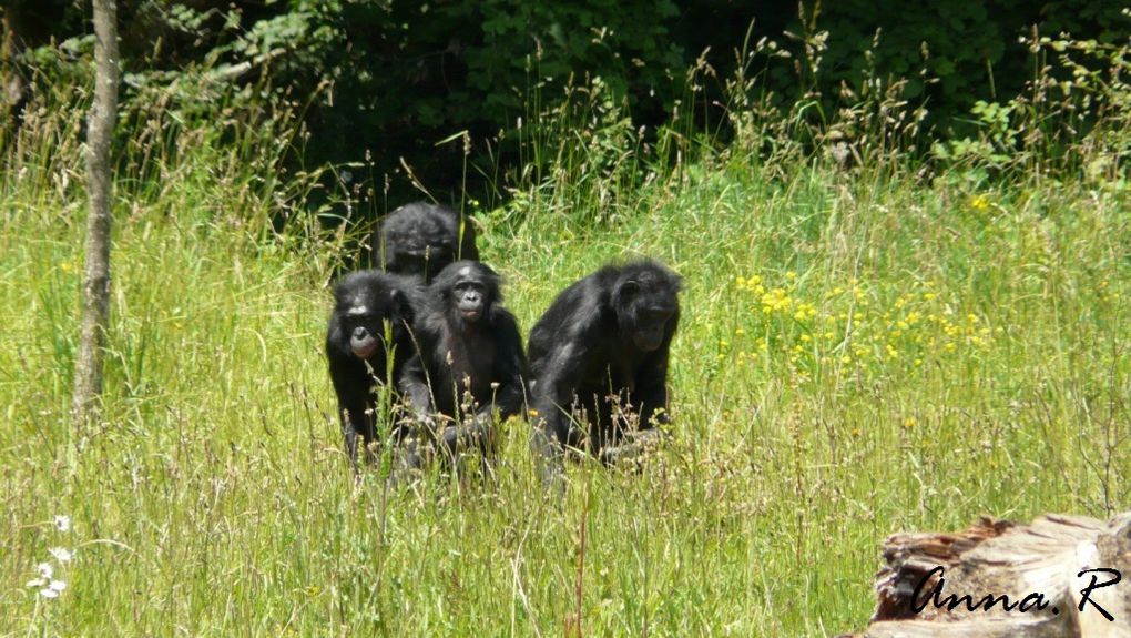 Album - La vallée des singes - 17.06.2012