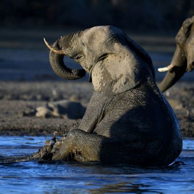 Le Botswana vend des permis de chasse à l'éléphant aux enchères