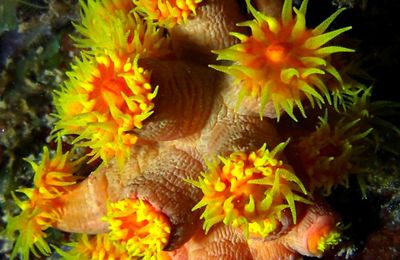 Corail soleil / doré (Tubastraea faulkneri) Dendrophyllie