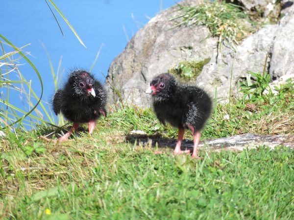 Le pukeko et ses petits