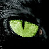 Qu'est-ce que l'anarchisme-vert ?