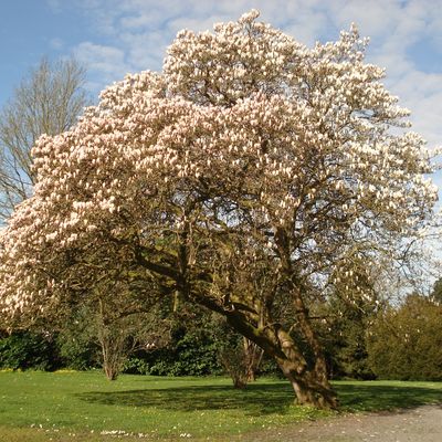 Jardin partagé de la Haute Bourgère