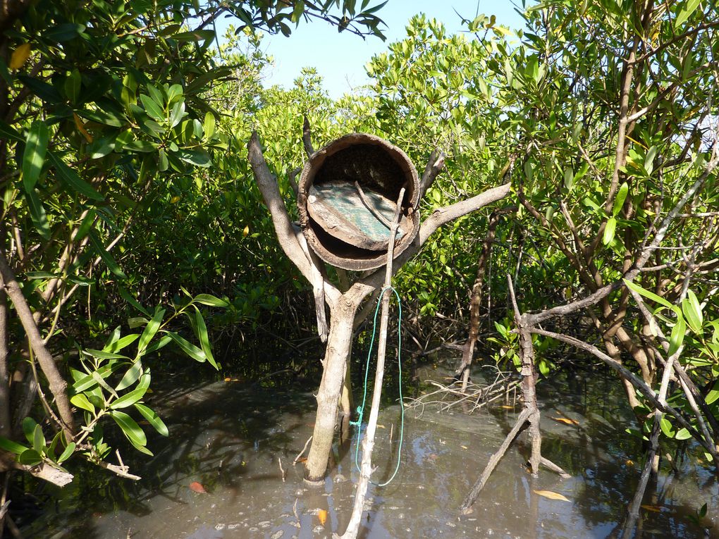 Les ruches traditionnelles dans la mangrove.