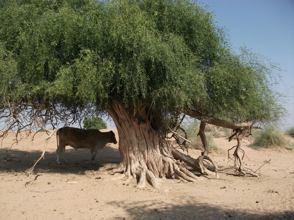 2nuits et 2jours ey demi a monter un dromadaire dans le desert!!